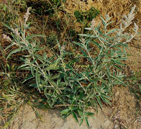  Plant